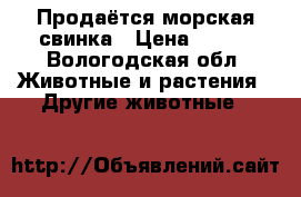 Продаётся морская свинка › Цена ­ 600 - Вологодская обл. Животные и растения » Другие животные   